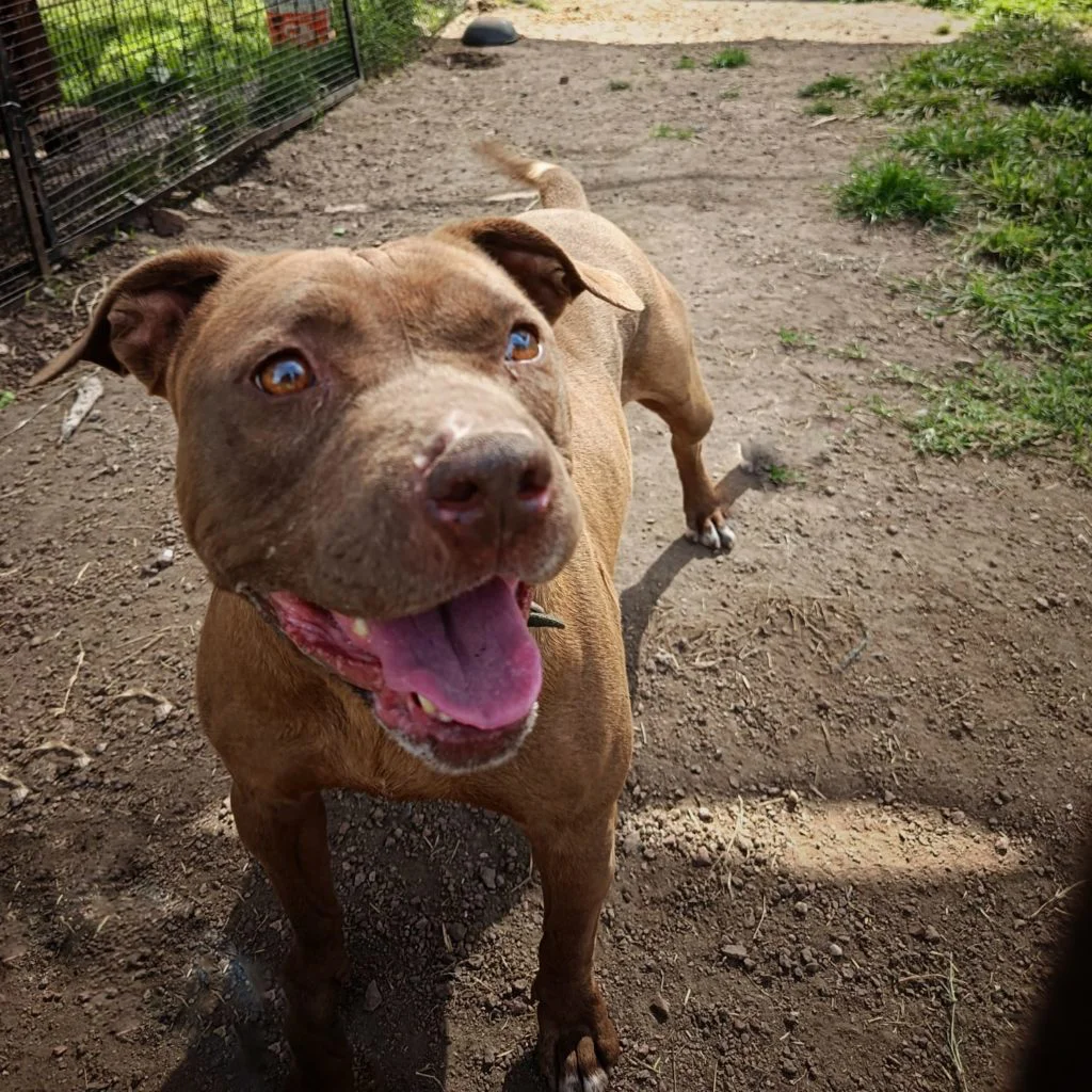 Adopciones-Juana-1024x1024