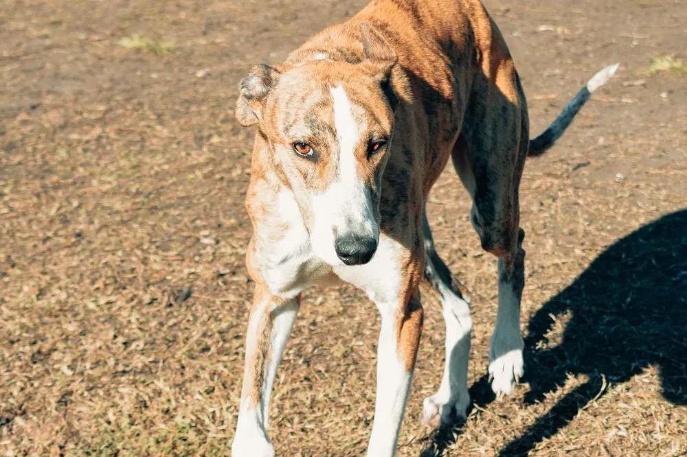 Bromatologia-Viernes-Adopciones-Titan-2