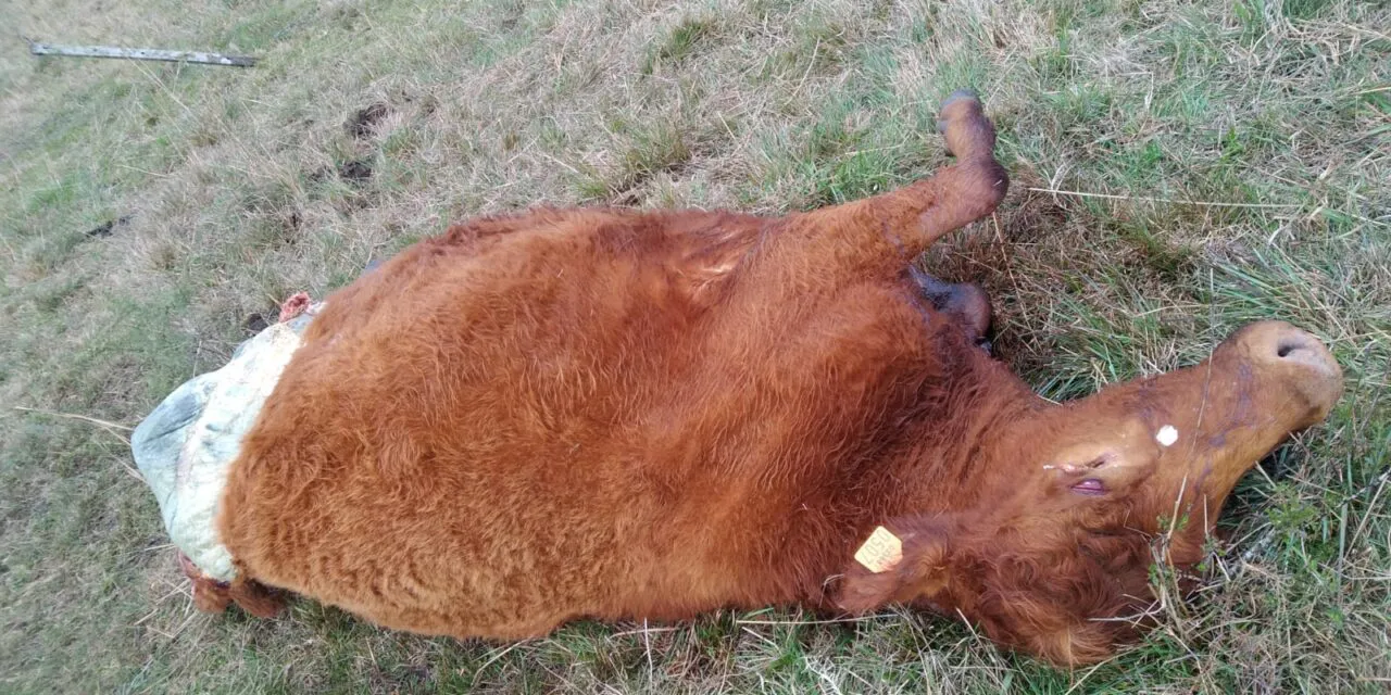 2e463715-d387-4709-a65b-6029df336566-1280x640