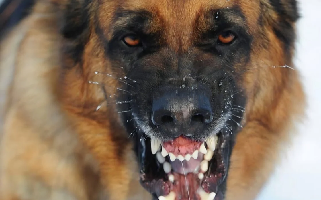 caratula-rabia-canina