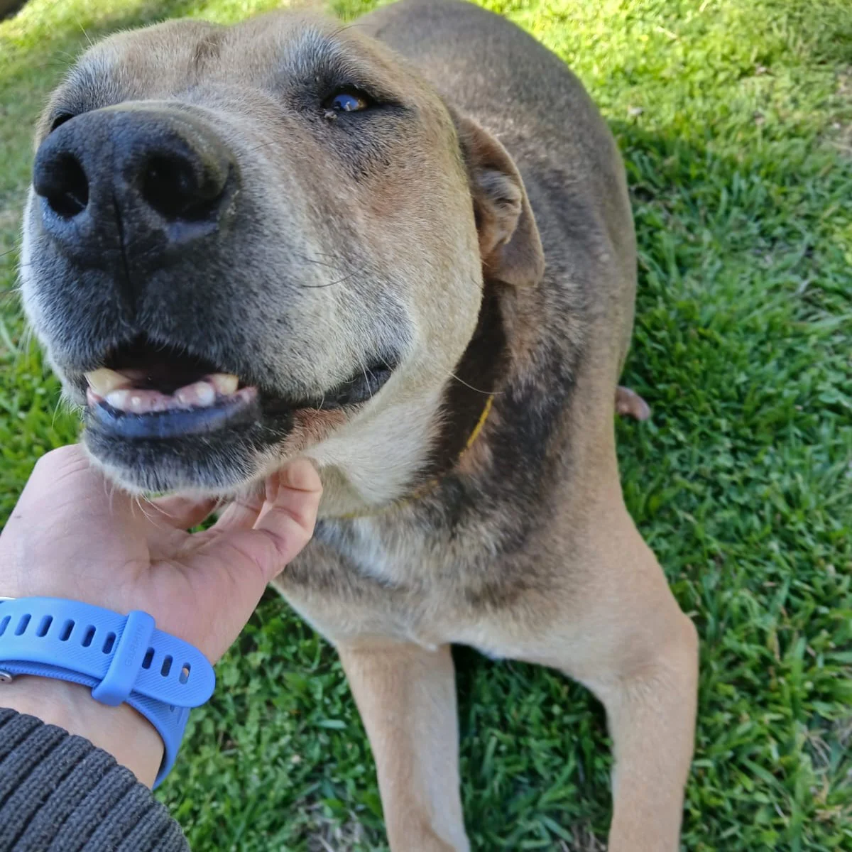 BROMATOLOGIA-adopciones-Juanca-2