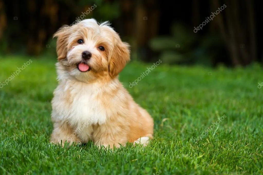 depositphotos_56093859-stock-photo-happy-little-orange-havanese-puppy