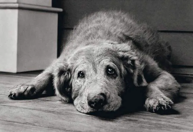 perro-anciano
